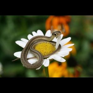 Meet your Posher, Ash